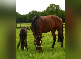 KWPN, Merrie, 12 Jaar