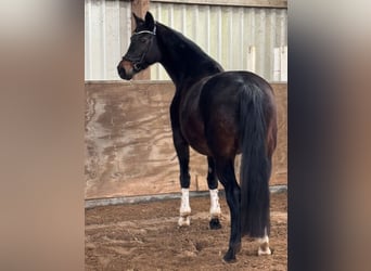 KWPN, Merrie, 13 Jaar, 163 cm, Donkerbruin