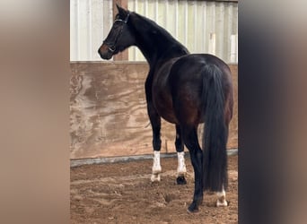 KWPN, Merrie, 13 Jaar, 163 cm, Donkerbruin