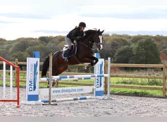 KWPN, Merrie, 13 Jaar, 165 cm, Brauner