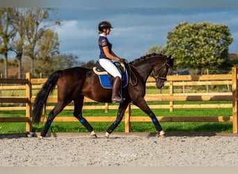 KWPN, Merrie, 13 Jaar, 165 cm, Brauner
