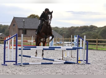 KWPN, Merrie, 13 Jaar, 165 cm, Brauner
