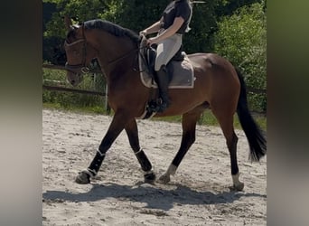 KWPN, Merrie, 13 Jaar, 167 cm, Bruin