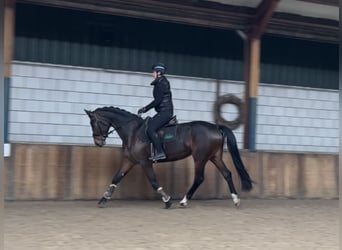 KWPN, Merrie, 13 Jaar, 167 cm, Donkerbruin