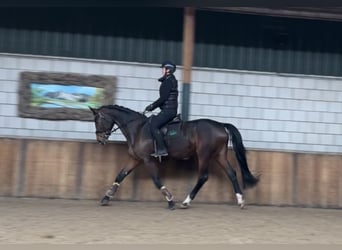 KWPN, Merrie, 13 Jaar, 167 cm, Donkerbruin