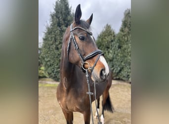 KWPN, Merrie, 13 Jaar, 167 cm, Donkerbruin