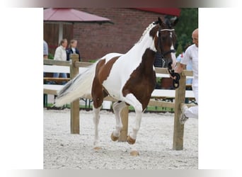 KWPN, Merrie, 13 Jaar, 169 cm, Gevlekt-paard