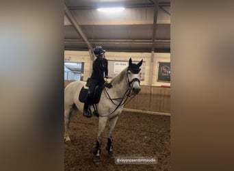KWPN, Merrie, 13 Jaar, 170 cm, Blauwschimmel