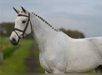 KWPN, Merrie, 13 Jaar, 170 cm, Blauwschimmel