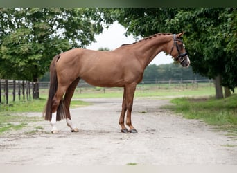 KWPN, Merrie, 13 Jaar, 170 cm, Lichtbruin