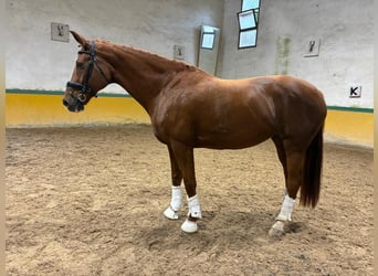 KWPN, Merrie, 13 Jaar, 170 cm, Roodvos KWPN, Merrie, 13 Jaar, 170 cm, Roodvos