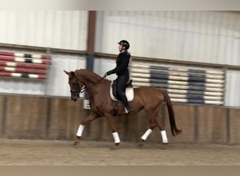 KWPN, Merrie, 13 Jaar, 170 cm, Vos
