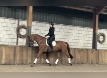 KWPN, Merrie, 13 Jaar, 170 cm, Vos