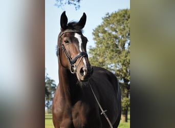 KWPN, Merrie, 13 Jaar, 170 cm, Zwartbruin