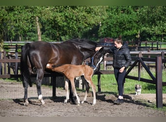 KWPN, Merrie, 13 Jaar, 170 cm, Zwartbruin