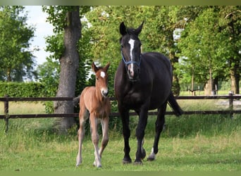 KWPN, Merrie, 13 Jaar, 170 cm, Zwartbruin