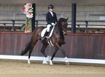 KWPN, Merrie, 13 Jaar, 171 cm, Donkerbruin