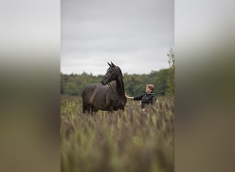 KWPN, Merrie, 13 Jaar, 174 cm, Donkerbruin