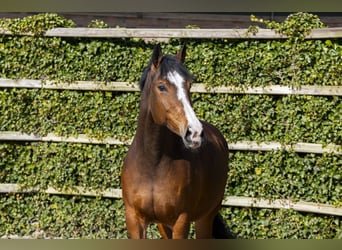 KWPN, Merrie, 13 Jaar, 176 cm, Bruin