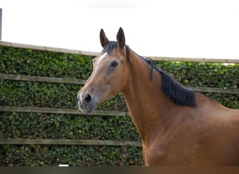 KWPN, Merrie, 13 Jaar, 177 cm, Bruin