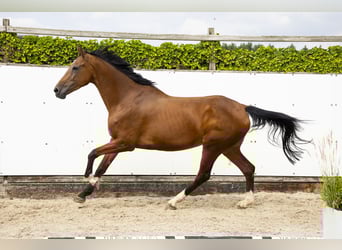KWPN, Merrie, 13 Jaar, 177 cm, Bruin