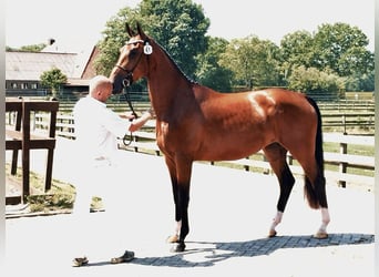 KWPN, Merrie, 13 Jaar