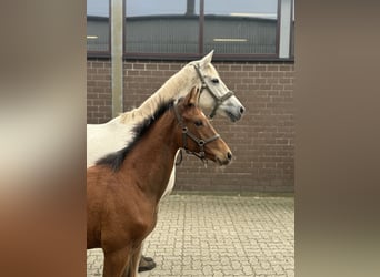 KWPN, Merrie, 13 Jaar, Schimmel