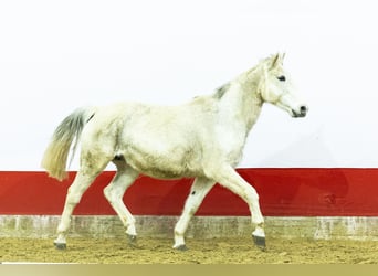 KWPN, Merrie, 14 Jaar, 163 cm