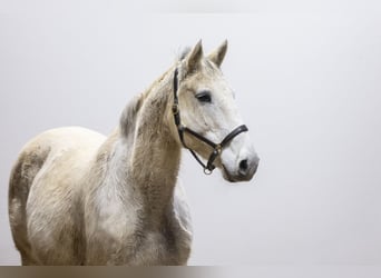 KWPN, Merrie, 14 Jaar, 163 cm