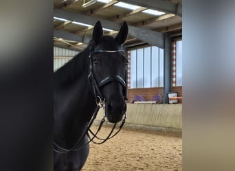 KWPN, Merrie, 14 Jaar, 164 cm, Zwart