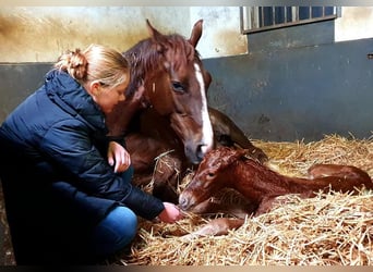KWPN, Merrie, 14 Jaar, 165 cm, Donkere-vos