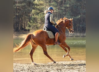 KWPN, Merrie, 14 Jaar, 165 cm, Donkere-vos