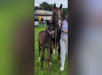 KWPN, Merrie, 14 Jaar, 165 cm, Donkere-vos