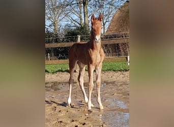 KWPN, Merrie, 14 Jaar, 165 cm, Donkere-vos