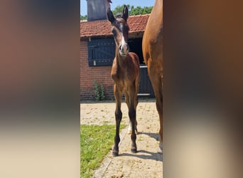 KWPN, Merrie, 14 Jaar, 165 cm, Donkere-vos