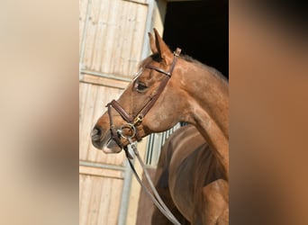 KWPN, Merrie, 14 Jaar, 165 cm, Donkere-vos