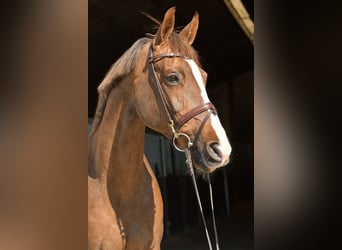 KWPN, Merrie, 14 Jaar, 165 cm, Donkere-vos