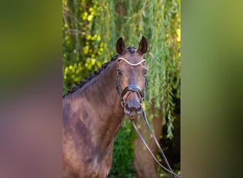 KWPN, Merrie, 14 Jaar, 165 cm, Zwart