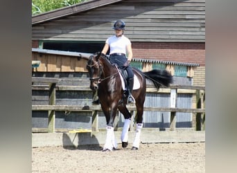 KWPN, Merrie, 14 Jaar, 166 cm, Donkerbruin