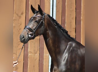 KWPN, Merrie, 14 Jaar, 166 cm, Donkerbruin