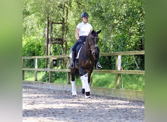 KWPN, Merrie, 14 Jaar, 166 cm, Donkerbruin