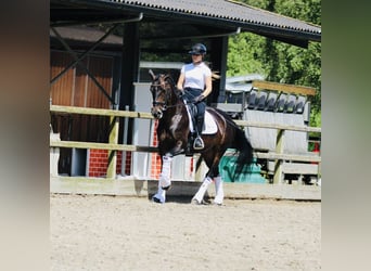 KWPN, Merrie, 14 Jaar, 166 cm, Donkerbruin