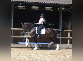 KWPN, Merrie, 14 Jaar, 166 cm, Donkerbruin