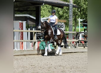 KWPN, Merrie, 14 Jaar, 166 cm, Donkerbruin