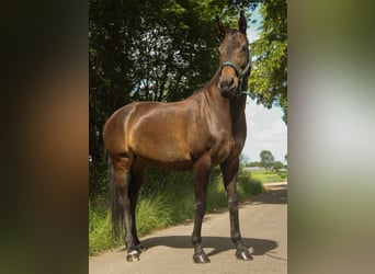 KWPN, Merrie, 14 Jaar, 167 cm, Donkerbruin