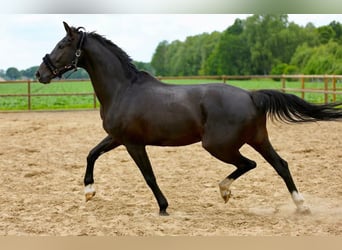 KWPN, Merrie, 14 Jaar, 167 cm, Zwart