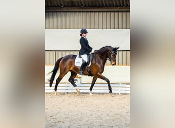 KWPN, Merrie, 14 Jaar, 168 cm, Donkerbruin