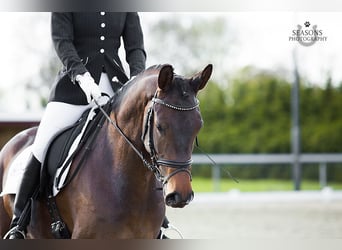 KWPN, Merrie, 14 Jaar, 168 cm, Donkerbruin