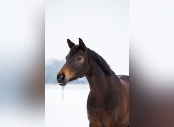 KWPN, Merrie, 14 Jaar, 168 cm, Donkerbruin
