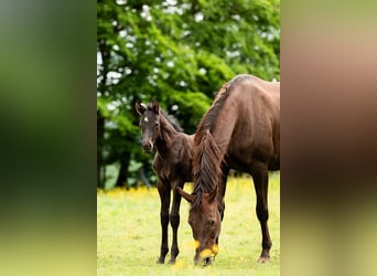 KWPN, Merrie, 14 Jaar, 168 cm, Donkere-vos